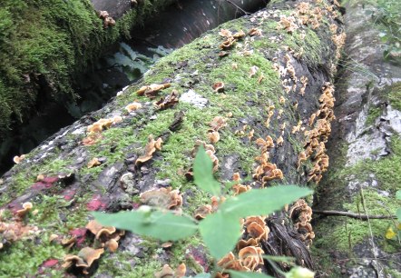 arbre2, &copy; Deutsch Luxemburgische Tourist Info