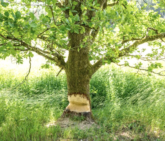 If you are lucky, you will discover beaver tracks along the Eifel-Ardennes cycle path, as in the Alfbachtal valley, &copy; Eifel Tourismus GmbH, Dominik Ketz
