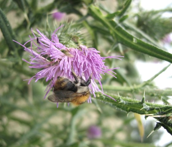 Wiewesch, &copy; A Wiewesch