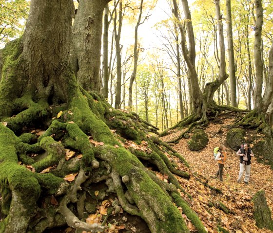 Eifelsteig, Nerotherkopf en automne, © Rheinland-PfalzTourismus GmbH - Dominik Ketz
