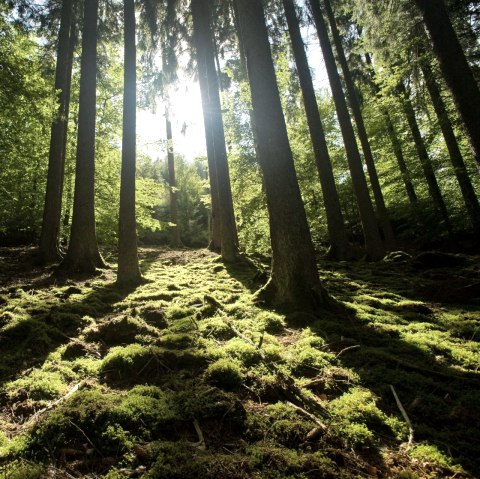 Wandeling door het bos op de Meulenwaldroute, © Eifel Tourismus GmbH/D. Ketz