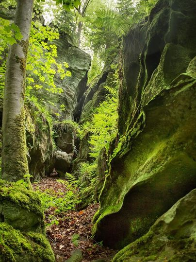 Eine grüne Schlucht aus Felsen und Moos, umgeben von Bäumen. Sanft fließendes Licht fällt auf die natürliche Landschaft.