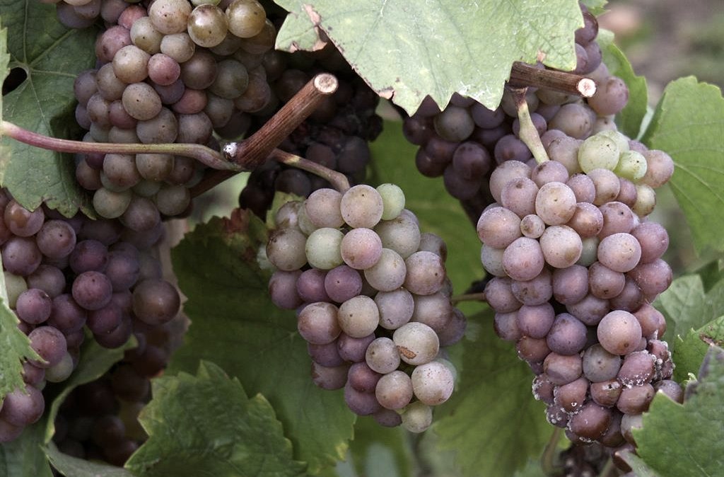 Trauben, &copy; Deutsch LuxemburgischeTourist Info
