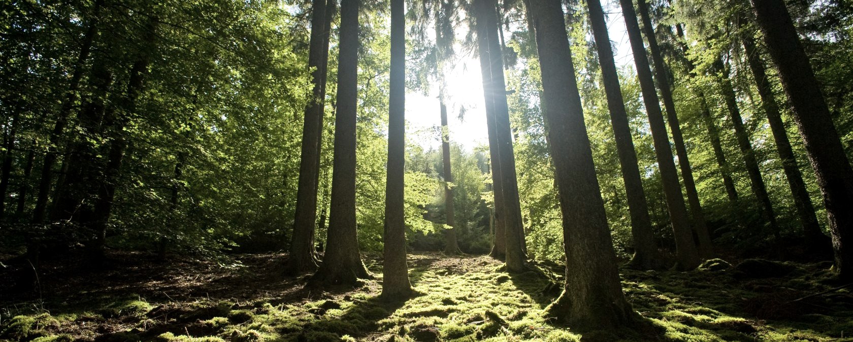 Meulenwaldroute : Sentier de randonnée riche en forêts, © Eifel Tourismus GmbH/D. Ketz