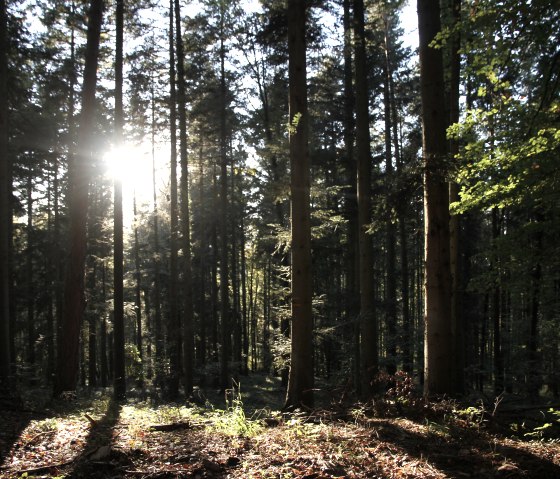 Parc naturel Südeifel 70, © Reinhold Hansen