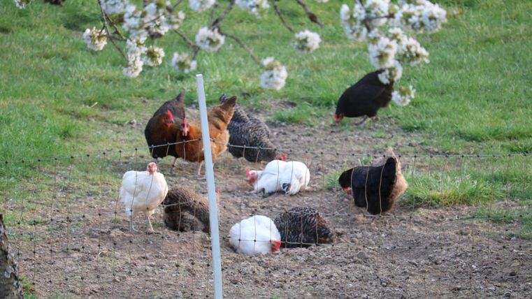 Eine Gruppe von Hühnern scharrt im Boden, um nach Futter zu suchen. Im Hintergrund blühen Bäume und es ist eine ruhige, ländliche Szene.