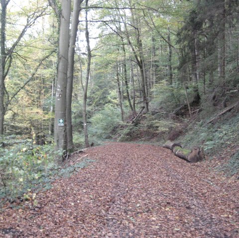 Dichtes Waldgebiet, © Deutsch-Luxemburgische Tourist-Information