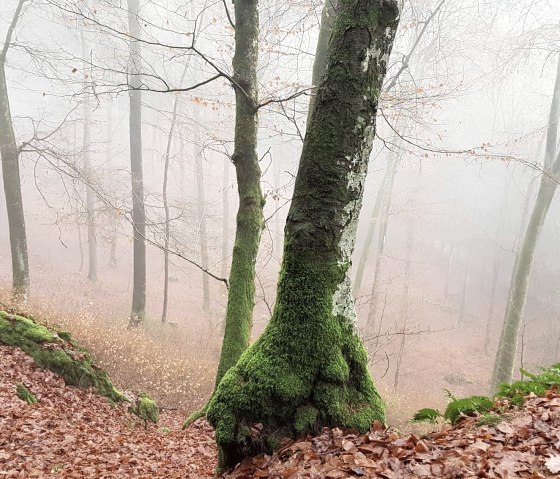 wald2-frank-meyer, &copy; Frank Meyer