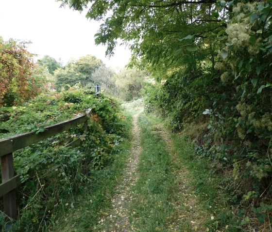 Hedgehog 5, © Nicole Zimmer