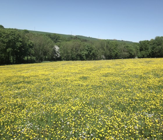 manternacher-fiels-06052018-3, &copy; Claudia Kr&uuml;tten