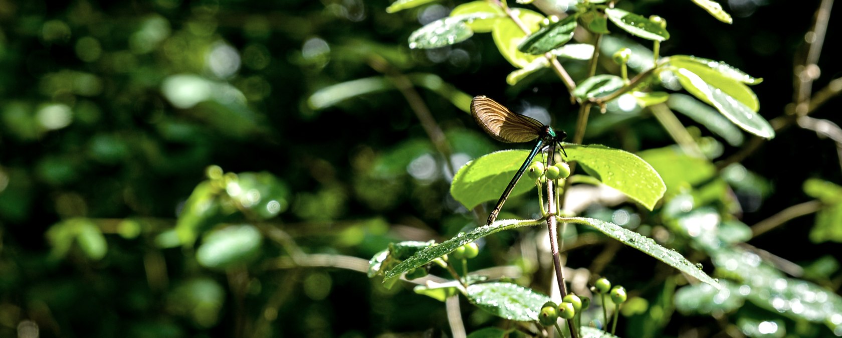 Une libellule est pos&eacute;e sur une feuille verte, entour&eacute;e d'un feuillage luxuriant et ensoleill&eacute; dans la for&ecirc;t., &copy; TI Bitburger Land
