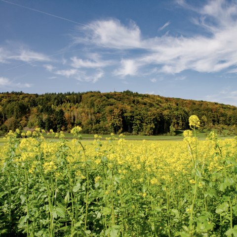 Champ de fleurs jaunes devant une colline bois&eacute;e, ciel bleu avec des nuages blancs. Paysage pittoresque sur la montagne de Wolsfeld., &copy; TI Bitburger Land